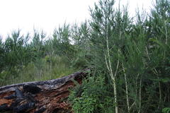 Aspalathus macrantha