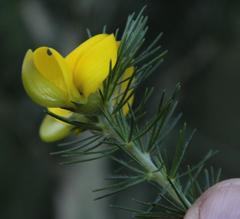 Aspalathus macrantha