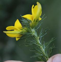 Aspalathus macrantha