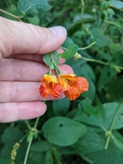 Impatiens capensis