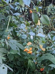 Impatiens capensis