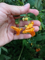 Impatiens capensis