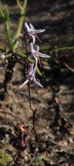 Disa biflora