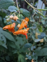 Impatiens capensis