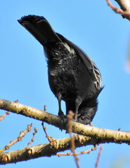 Melaniparus niger niger