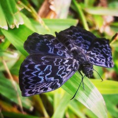 Cycloglypha thrasibulus
