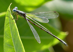 Lestes congener