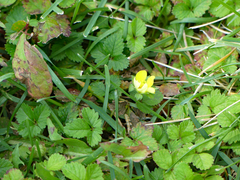 Potentilla indica