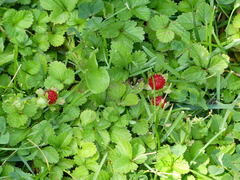Potentilla indica