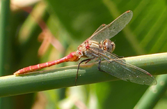 Sympetrum pallipes