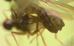 Trichinomyia flavipes