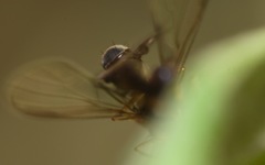 Trichinomyia flavipes