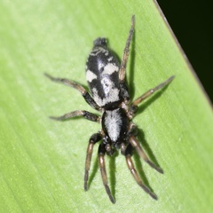 Sergiolus montanus