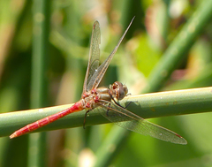 Sympetrum pallipes