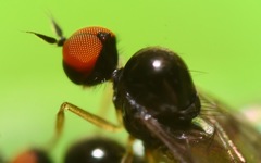 Trichinomyia flavipes