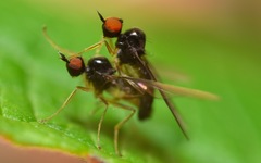 Trichinomyia flavipes