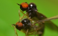 Trichinomyia flavipes