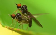 Trichinomyia flavipes