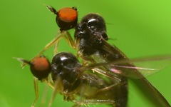 Trichinomyia flavipes