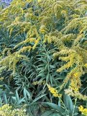 Solidago