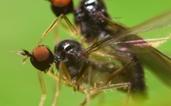 Trichinomyia flavipes