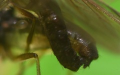 Trichinomyia flavipes