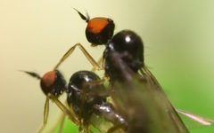 Trichinomyia flavipes
