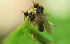 Trichinomyia flavipes