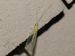 Chrysopa quadripunctata
