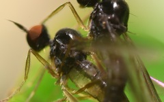 Trichinomyia flavipes