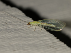 Chrysopa quadripunctata