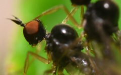 Trichinomyia flavipes