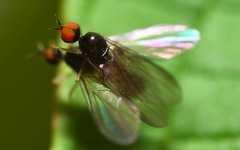 Trichinomyia flavipes