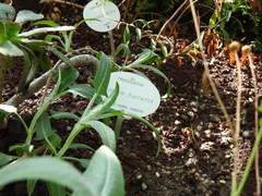 Aeonium hierrense