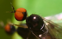 Trichinomyia flavipes
