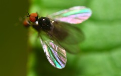 Trichinomyia flavipes
