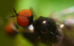 Trichinomyia flavipes