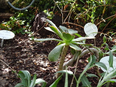 Aeonium hierrense