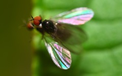 Trichinomyia flavipes