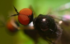 Trichinomyia flavipes