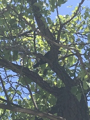 Aves
