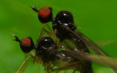 Trichinomyia flavipes