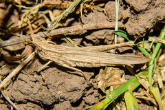 Allotruxalis gracilis