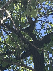 Aves