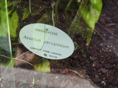 Aeonium percarneum