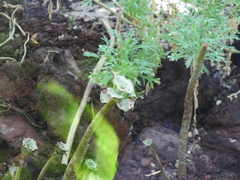 Aeonium percarneum