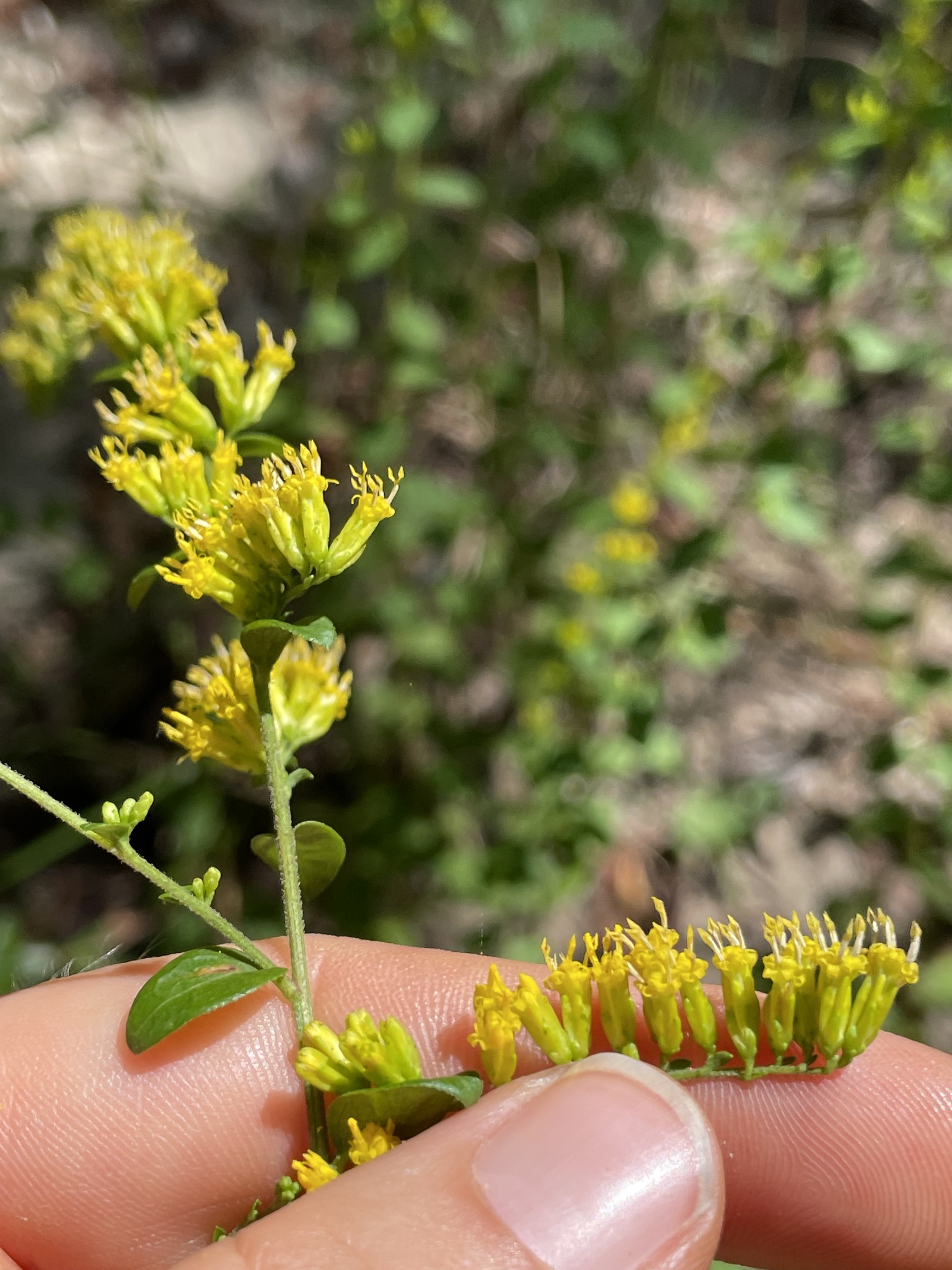 Solidago brachyphylla
