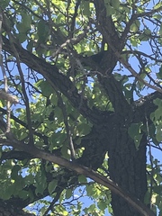 Aves