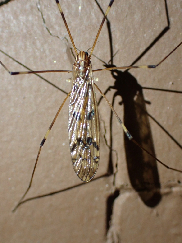 Metalimnobia californica