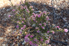 Homalocalyx polyandrus